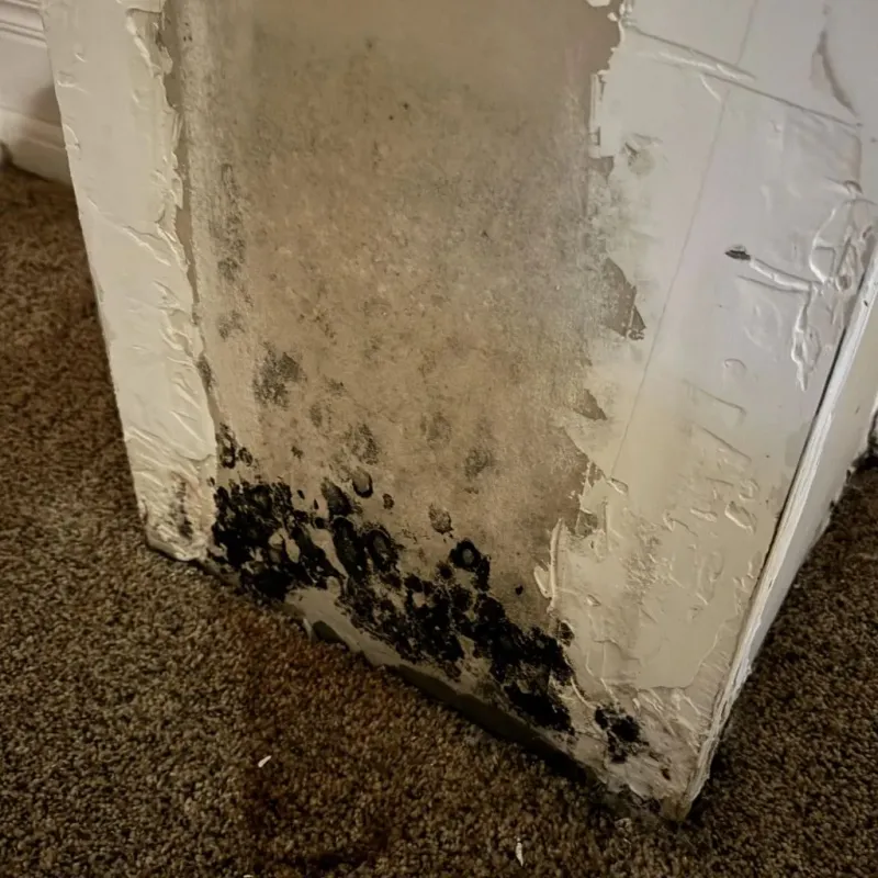 Professional Mold Removal in Sterling, IL